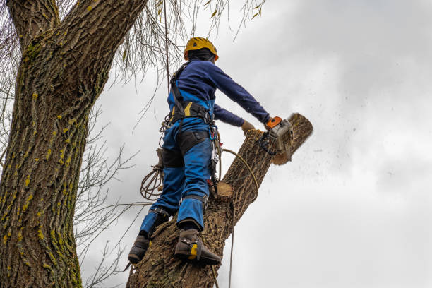 Trusted Dayton, MN Tree Service Experts